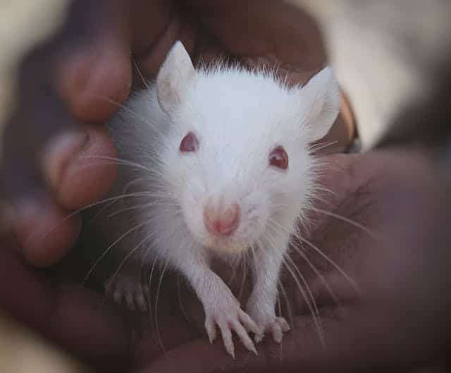 White Rat Dream Meaning