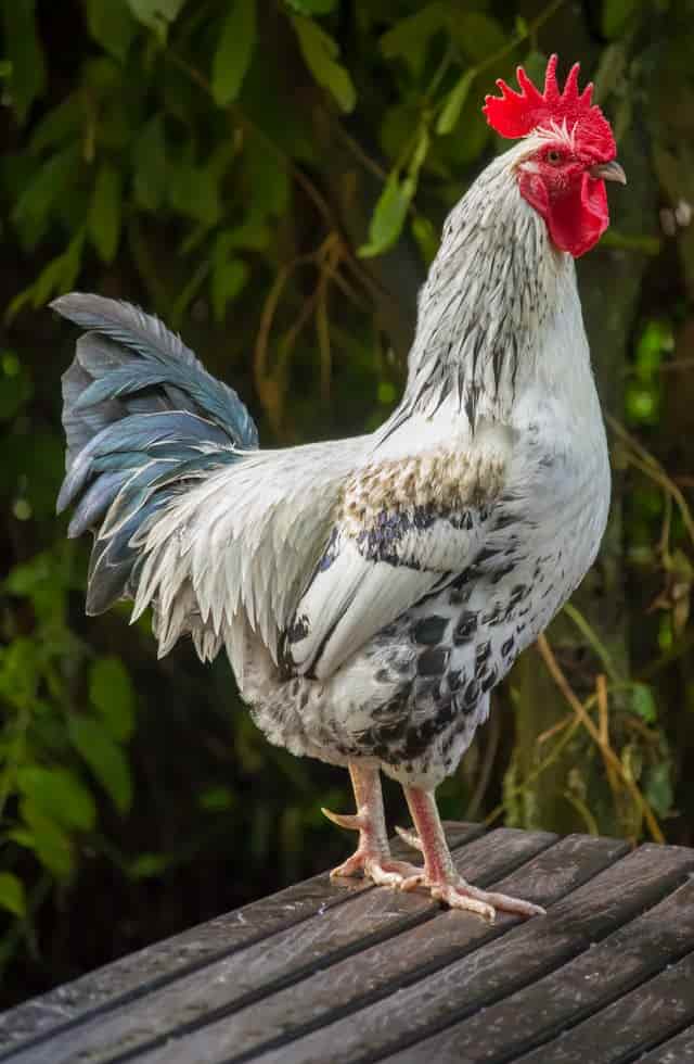 White Rooster Dream Meaning