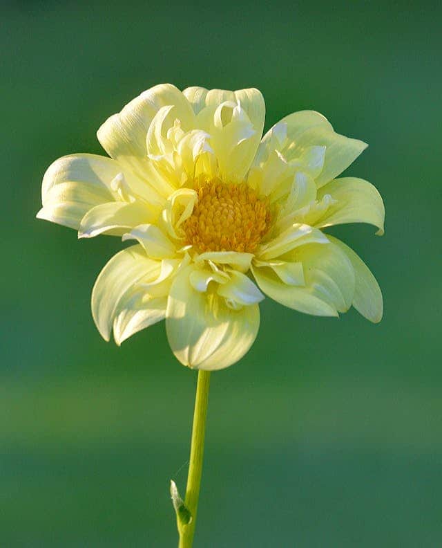 Yellow Flower Dream Meaning