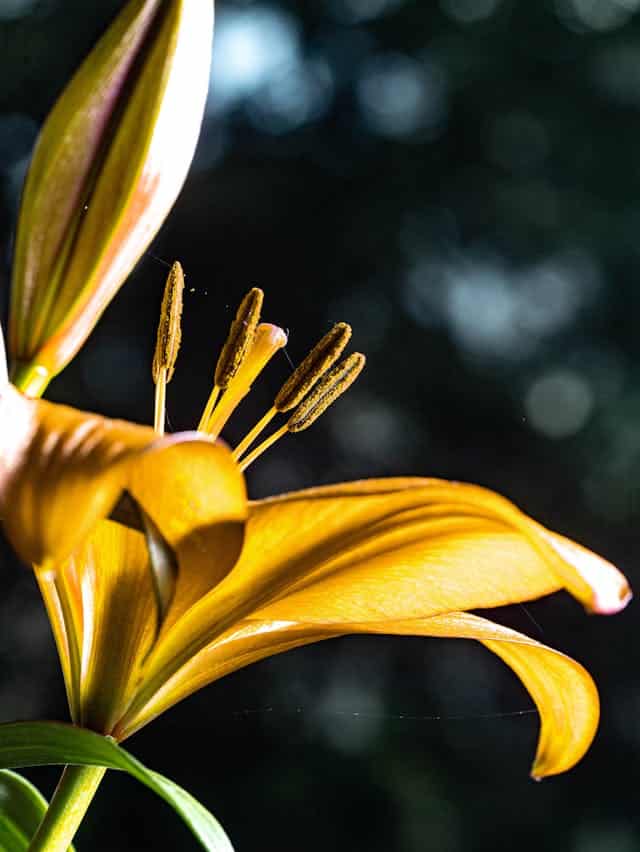 Yellow Lily Dream Menaing