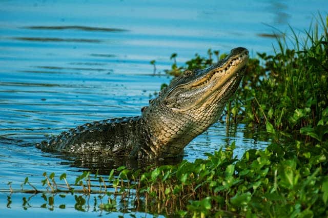 Alligator Dream Meaning