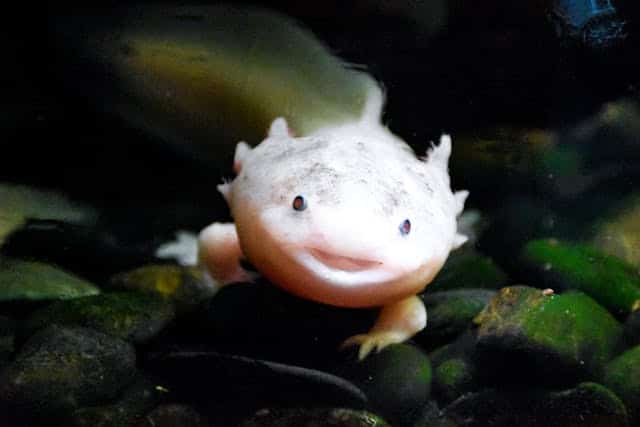 Axolotl Dream Meaning