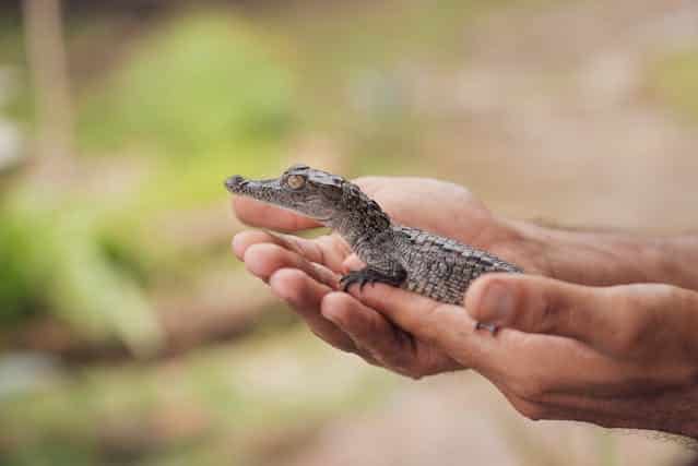 Baby Alligator Dream Meaning