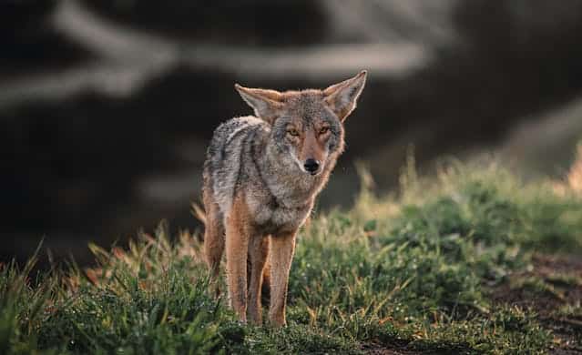 Baby Coyote Dream Meaning