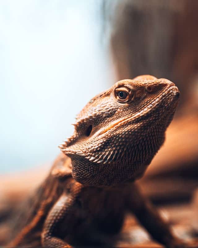 Bearded Dragon Dream Meaning