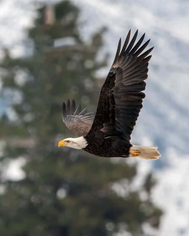 Becoming an Eagle And Flying Dream Meaning