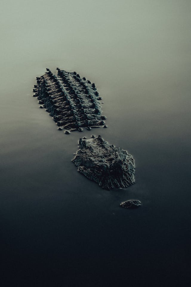 Being Pulled Into The Water By The Alligator Dream Meaning