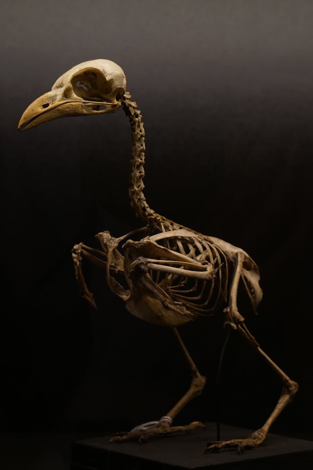 Bird Skeleton Dream Meaning