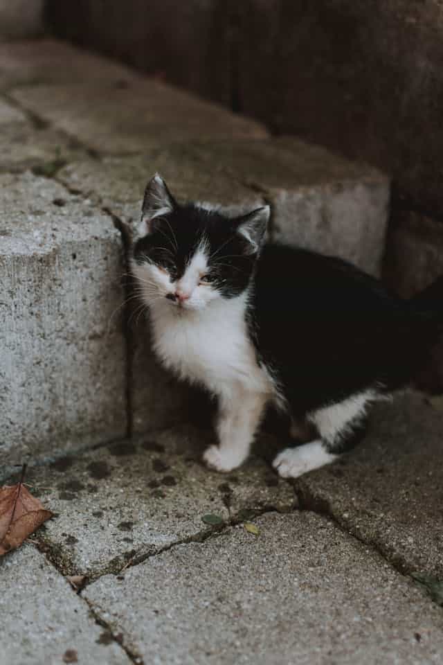 Black And White Kitten Dream Meaning