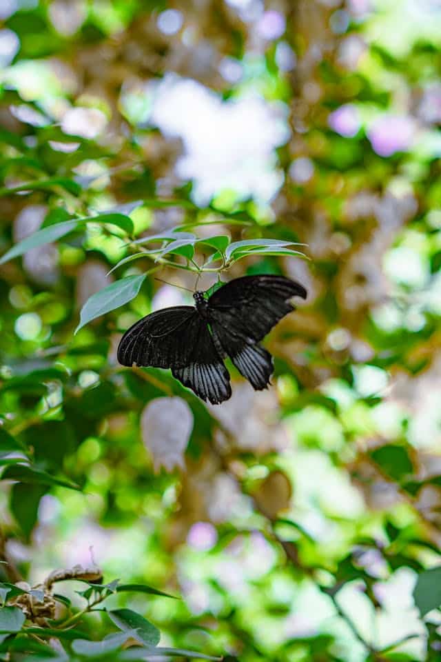 Black Butterfly Dream Meaning