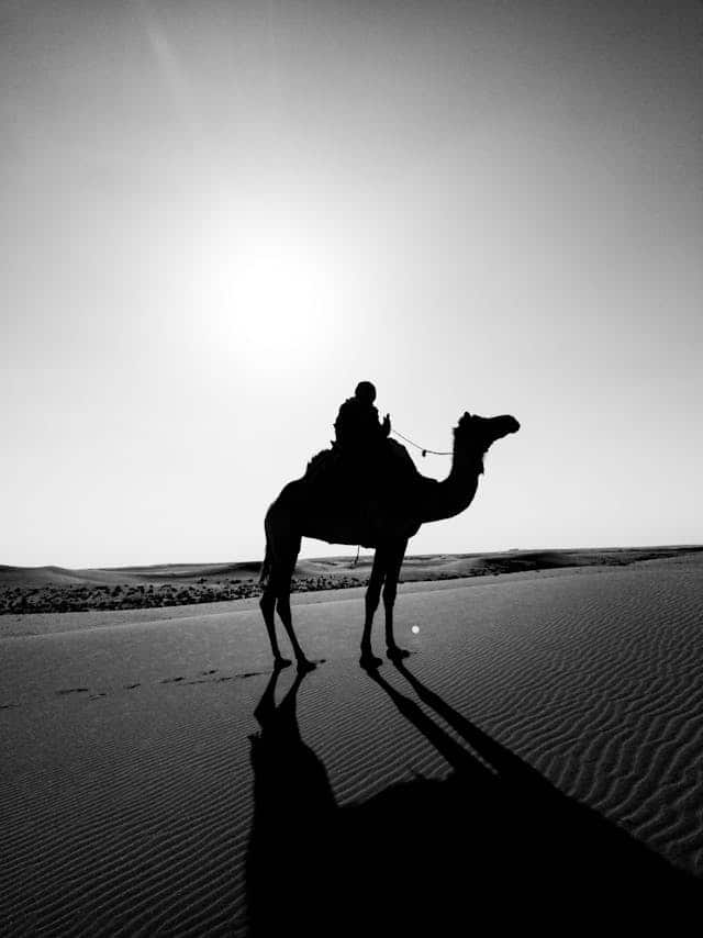 Black Camel Dream Meaning