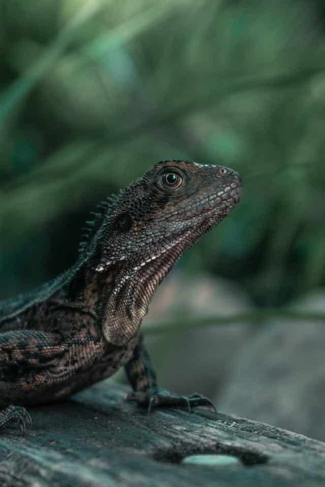 Black Iguana Dream Meaning