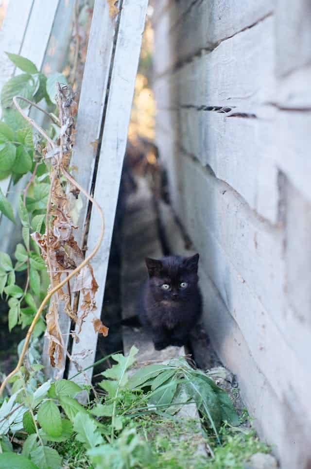 Black Kitten Dream Meaning