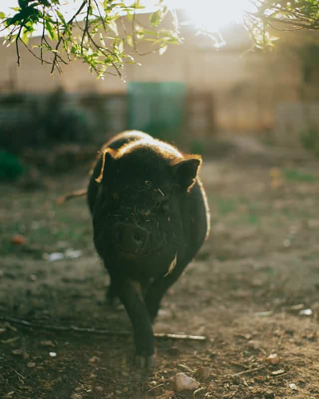 Black Pig Dream Meaning