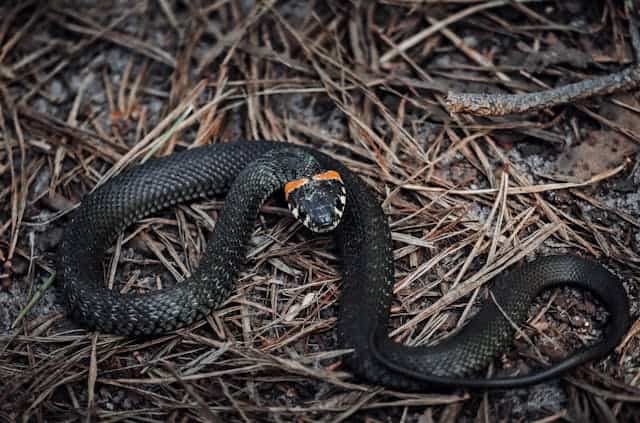 Black Rattle Snake Dream Meaning