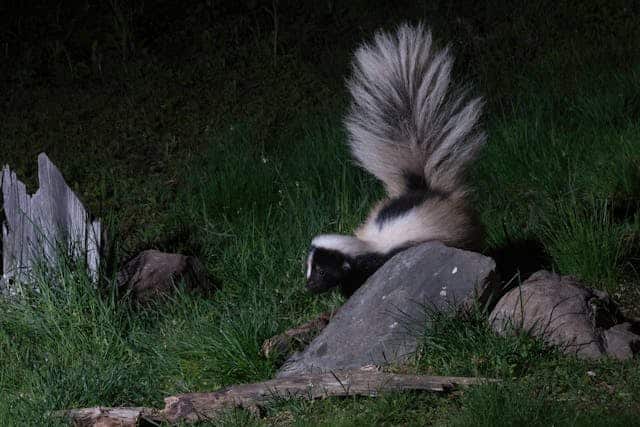 Black Skunk Dream Meaning