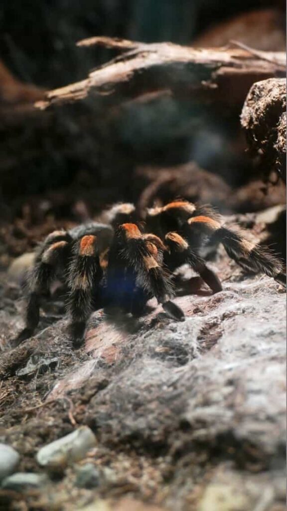 Black Tarantula Dream Meaning