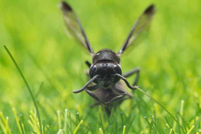 Black Wasp Dream Meaning