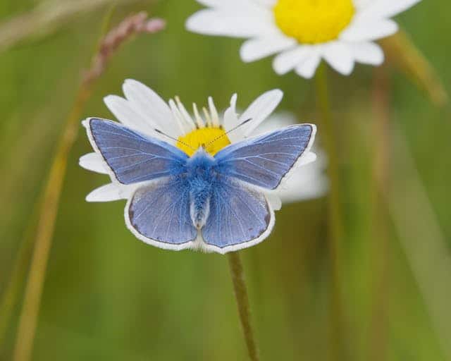 Blue Butterfly Dream Meaning