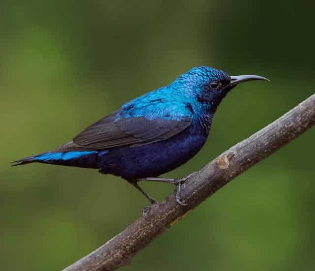 Blue Hummingbird Dream Meaning