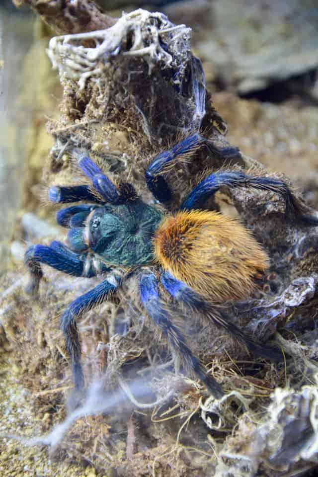 Blue Tarantula Dream Meaning