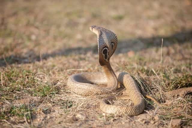 Brown Rattlesnake Dream Meaning