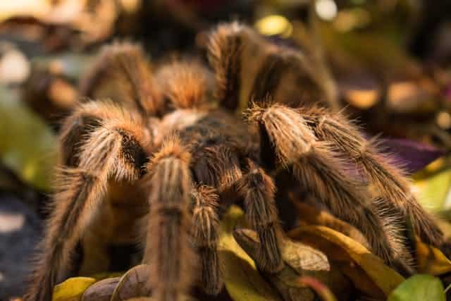 Brown Tarantula Dream Meaning