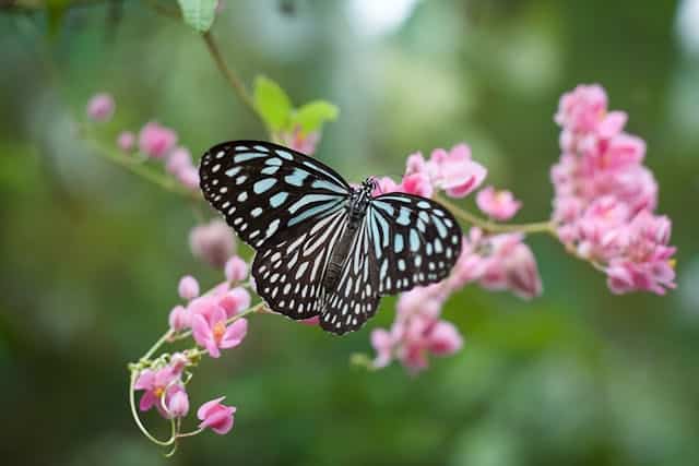 Butterfly Dream Meaning