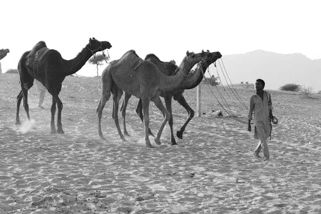 Camel Herd Dream Meaning