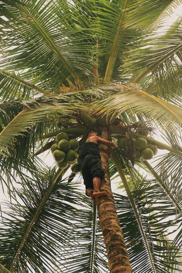 Coconut Tree Dream Meaning