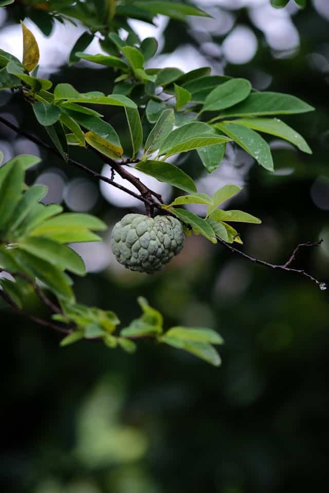 Custard Apple Dream Meaning