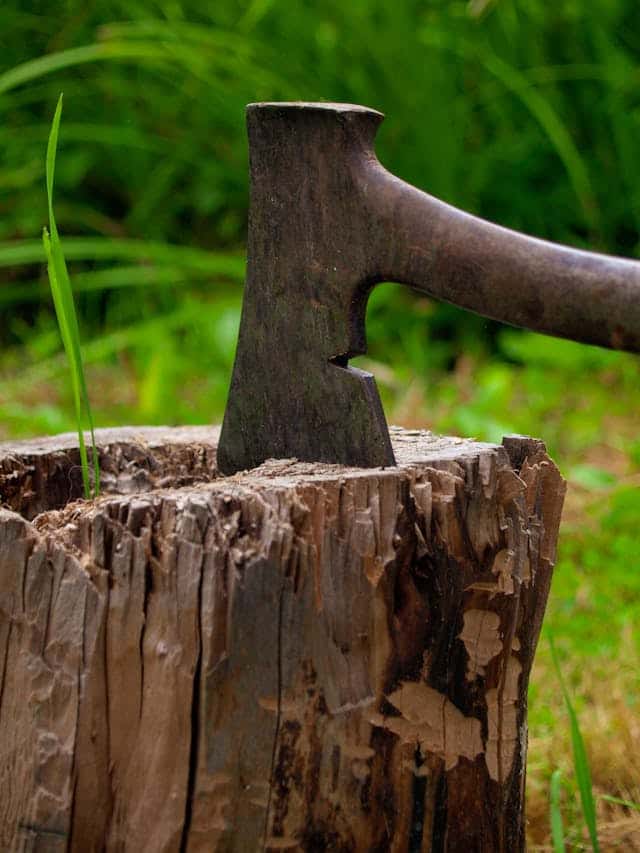 Cutting a Tree With An Axe Dream Meaning