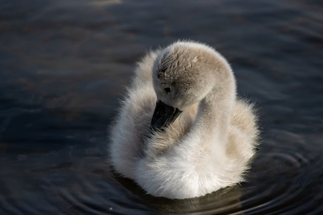 Duckling Dream Meaning