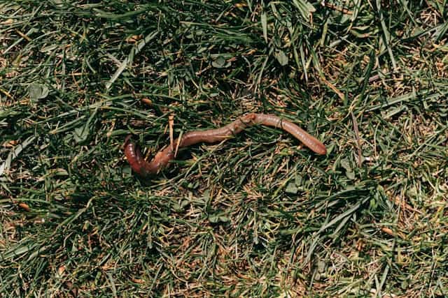 Earthworms Dream Meaning