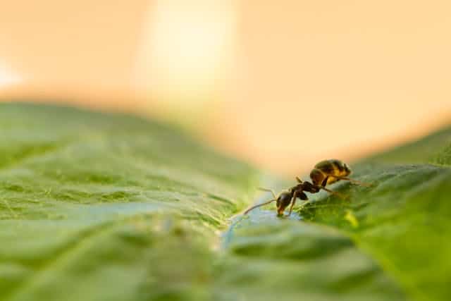 Feeding Ants Dream Meaning