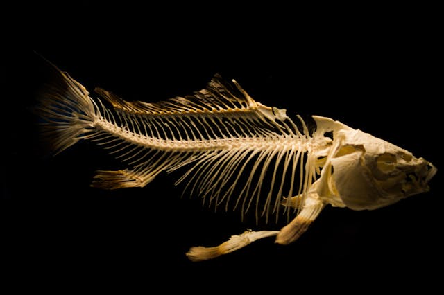 Fish Skeleton Dream Meaning