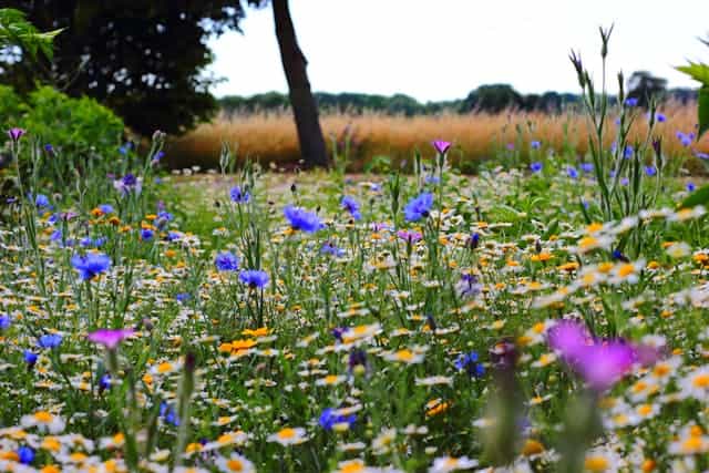 Flower Meadow Dream Meaning