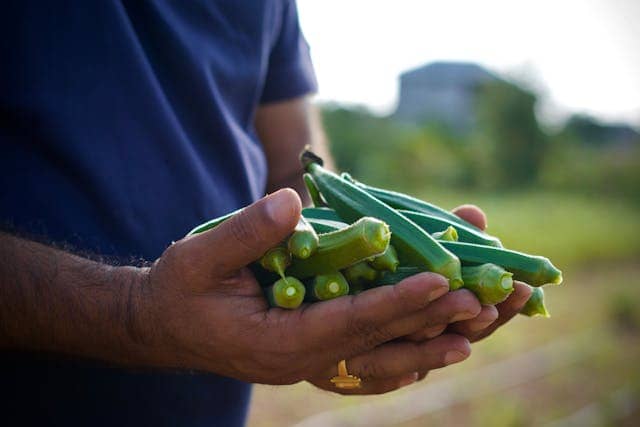 Fresh Okra Dream Meaning