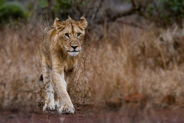 Friendly Lioness Dream Meaning