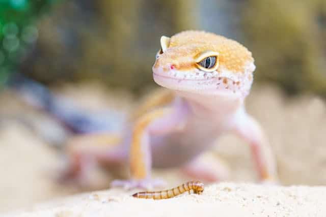 Gecko Dream Meaning