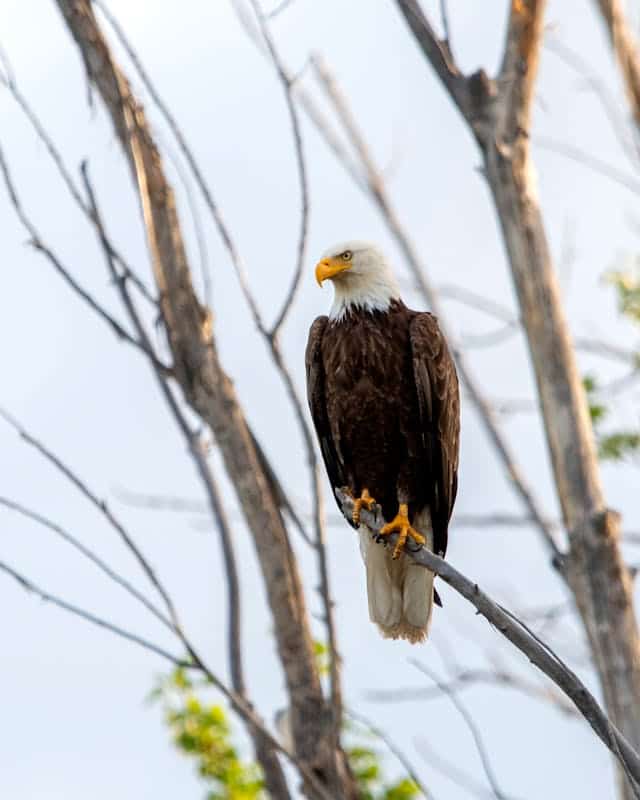 Giant Eagle Dream Meaning