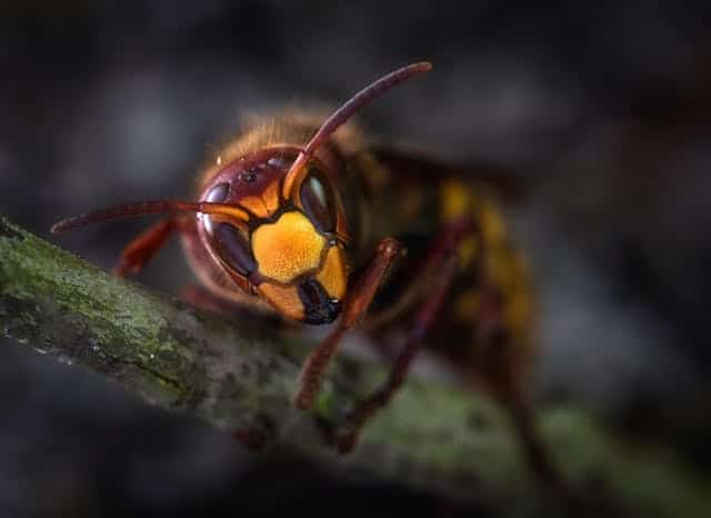 Giant Wasp Dream Meaning