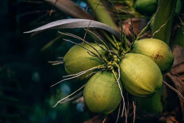 Green Coconut Dream Meaning