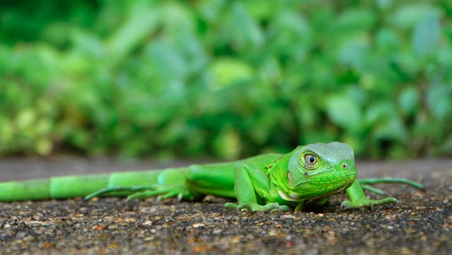 Green Gecko Dream Meaning