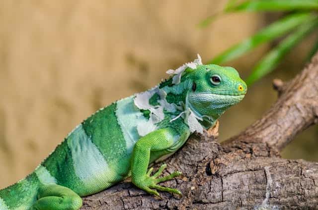 Green Iguana Dream Meaning