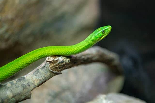 Green Rattlesnake Dream Meaning