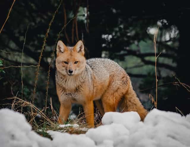 Grey Coyote Dream Meaning