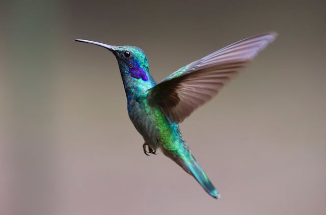 Hummingbird Dream Meaning