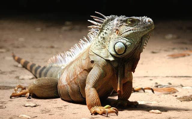 Iguana Dream Meaning