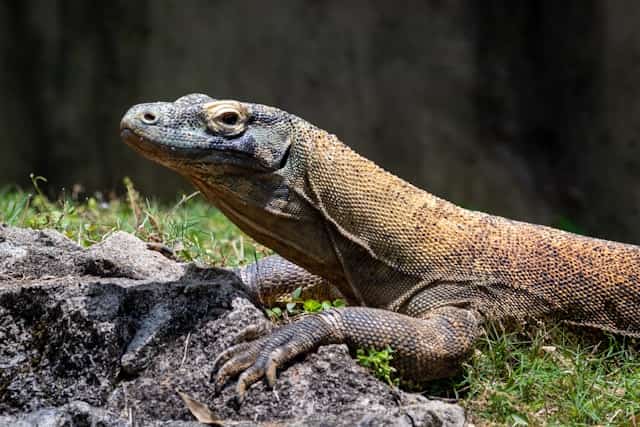 Komodo Dragon Dream Meaning